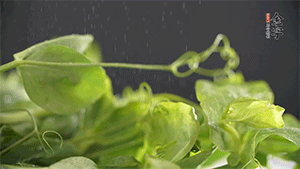 豌豆尖洗凈，切斷備用。